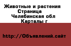  Животные и растения - Страница 13 . Челябинская обл.,Карталы г.